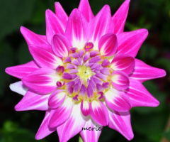 PEMBE