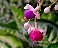 Fuchsia