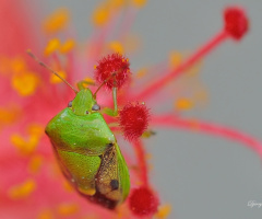 Green Insect