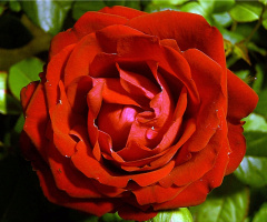 rose