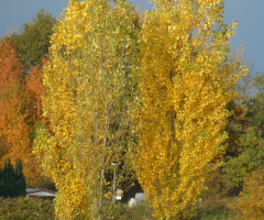 Herbstfarben