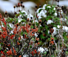 snow and flowers 
