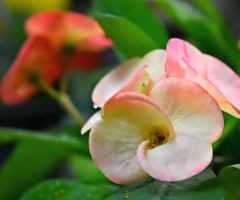 Sweet Spring 