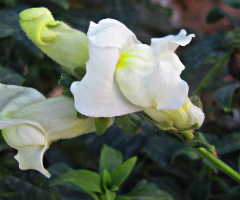 white dragon....
