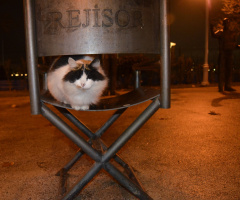 Rejisör kedi/Director cat