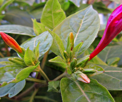 Evening glory