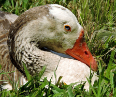 Stylish goose