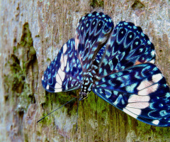 Lepidoptera blue