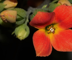 Red/Yellow/Green