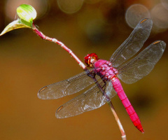 Red Dragonfly