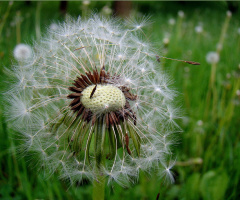 pusteblume