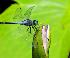 Blue Dragonfly