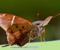 Macro 