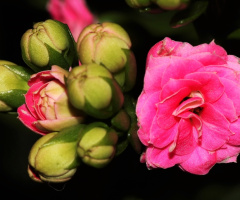 Pink/Green
