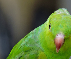 Plain Parakeet