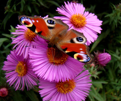 schmetterling 