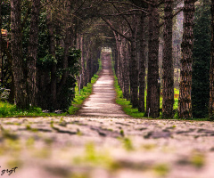 Arşivden Atatürk Arboretumu  :)