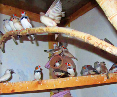 INSIDE MY AVIARY...