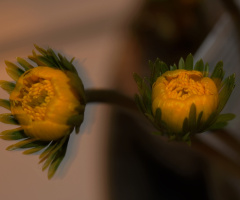 Yellow...