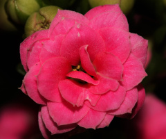Pink only...