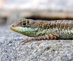 Mini Lizard
