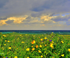 flowers sea sky 
