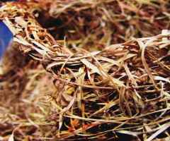 Weaver bird's Nest