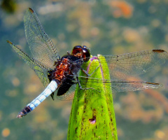 Wings