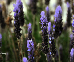 lavender
