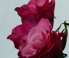 Blume