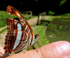 Resting on my finger