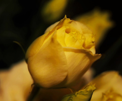 Yellow...