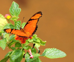 Orange Butterfly