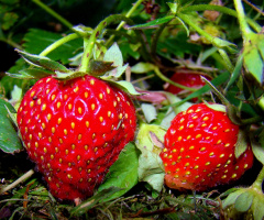 erdbeeren 2
