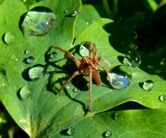 tropfen mit  spinne 