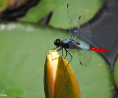 Blue and red dragonfly