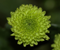 Only green
