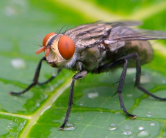 Fly