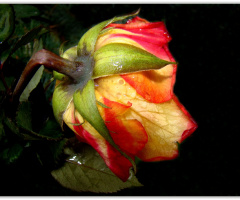 rose 2