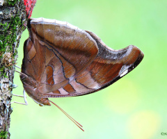 Beauties of nature II