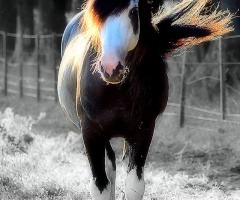 Stallion horse