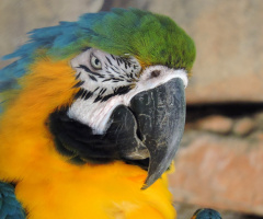 Arara