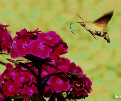 GÜVE KELEBEĞİ...DÖLLEME POZİSYONU...