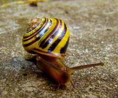 schnecke
