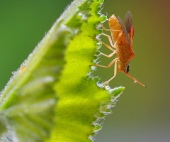 Insect
