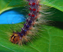 raupe