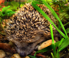 igel