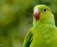 Brotogeris tirica