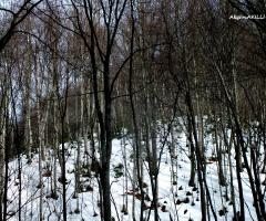 kış