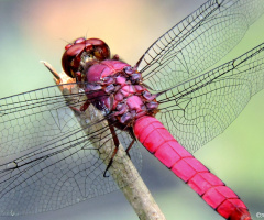 Details of a Dragonfly